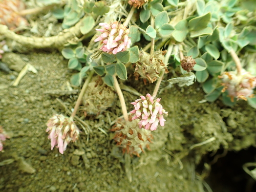 iNaturalist observation photo of Strawberry clover