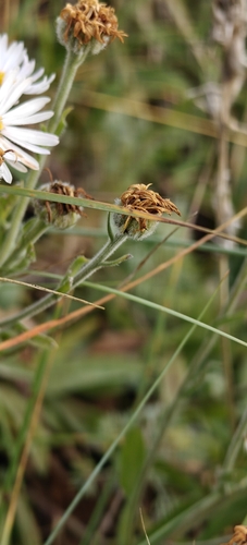 Erigeron caespitosus, photograph 3