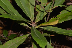 Anopterus macleayanus