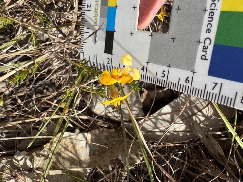 Dillwynia parvifolia observed 2026-09-11