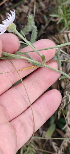 Erigeron caespitosus, photograph 5