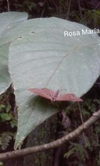 Voltinia totonaca