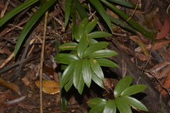 Drymophila moorei