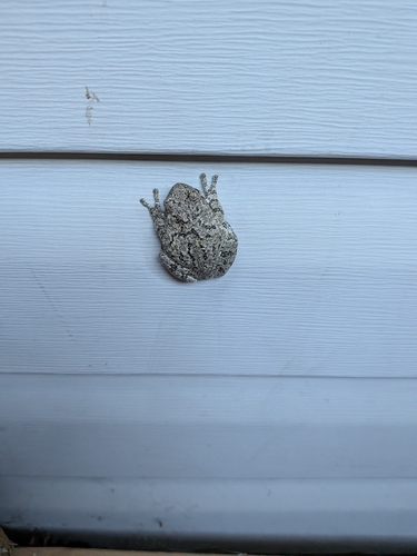 Gray Treefrog