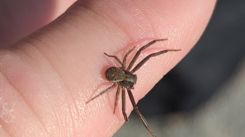 Tan crab spider