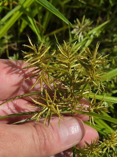 Fragrant flatsedge