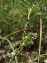Onobrychis aequidentata