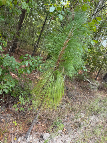 longleaf pine