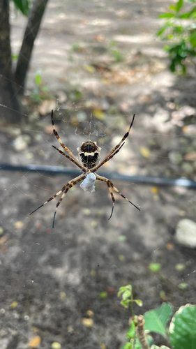 Silver Garden Orbweaver