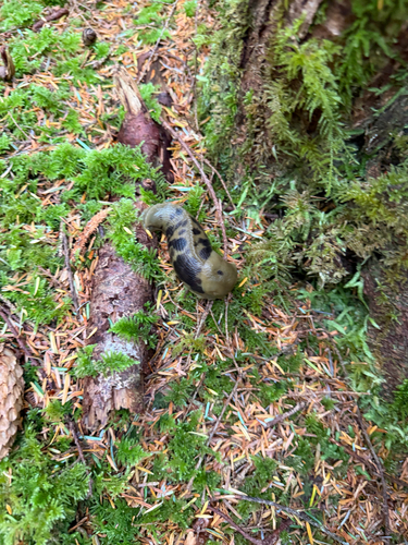 Pacific Banana Slug