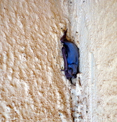 Molossidae