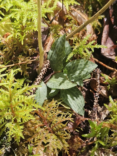 Goodyera tesselata, photograph 4