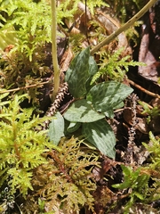 Goodyera tesselata, photograph (c) Mike Zifkin, some rights reserved (CC BY)