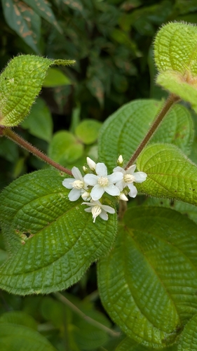 Miconia crenata, photograph 5