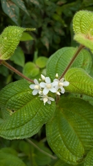 Miconia crenata, photograph (c) Thibaud Aronson, some rights reserved (CC BY-SA)