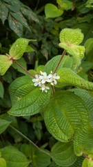 Miconia crenata, photograph (c) Thibaud Aronson, some rights reserved (CC BY-SA)