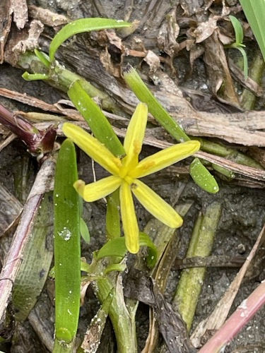 Heteranthera dubia, photograph 4