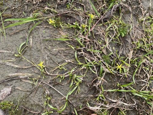 Heteranthera dubia, photograph 5