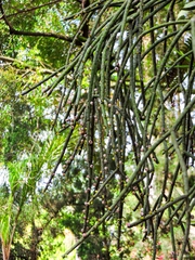 (c) Jefferson Ferreira, some rights reserved (CC BY) Rhipsalis grandiflora, photograph (c) Jefferson Ferreira, some rights reserved (CC BY)