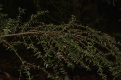 Podolobium aciculiferum