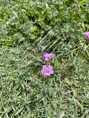 Armeria maritima californica