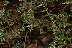 Podolobium aciculiferum