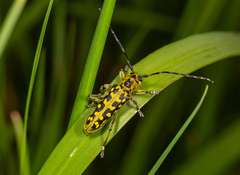 Saperda scalaris