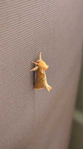 Orange Swift