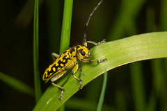 Saperda scalaris