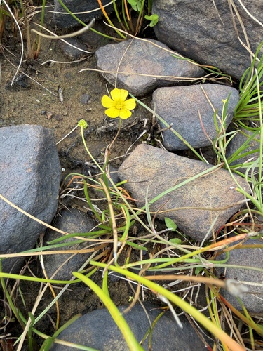 Ranunculus flammula, photograph 3