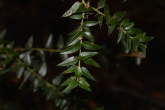 Podolobium aciculiferum