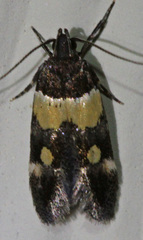 Triclonella determinatella