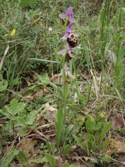 Ophrys heldreichii