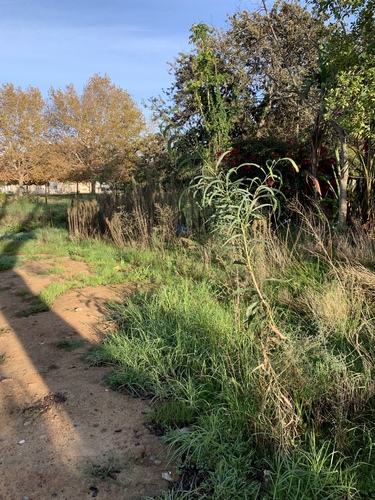 Acacia saligna