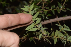 Podolobium aciculiferum