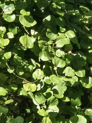 Smilax rotundifolia, photograph (c) Mike Zifkin, some rights reserved (CC BY)