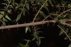 Podolobium aciculiferum