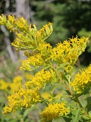Solidago latissimifolia, photograph (c) Mike Zifkin, some rights reserved (CC BY)