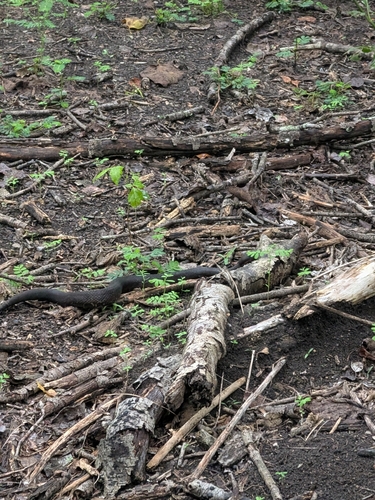 Northern Cottonmouth