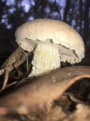 Austroboletus niveus