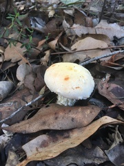 Austroboletus niveus
