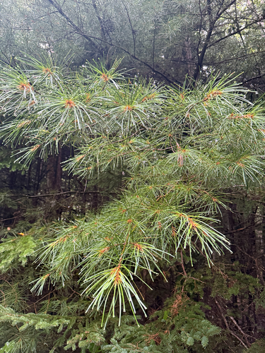 eastern white pine