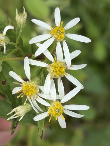 flat-top white aster