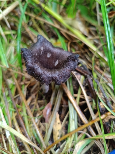 Horn-of-plenty