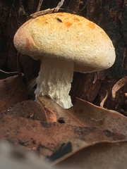 Austroboletus occidentalis