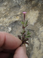 Silene sedoides