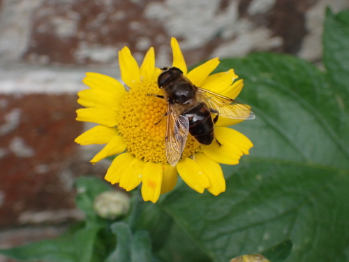 Common Drone Fly