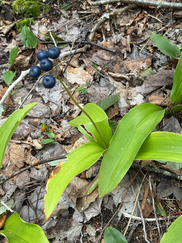 bluebead lily