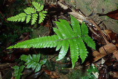 Christella ensifera