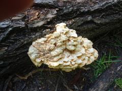 Laetiporus sulphureus